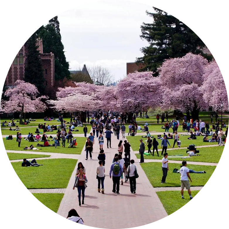 Picture of the University of Washington quad, with cherry-blossom trees in bloom